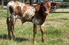 Bull Calf Powerwagon / Dusty Zona 911