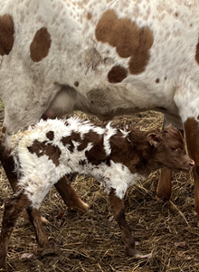 DUNN FLYBOY / LC Lucky Charm Heifer