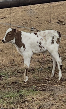 Bull Calf