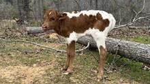 Bull Calf
