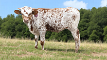 Bull Calf