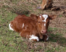 Hey Delight's Heifer