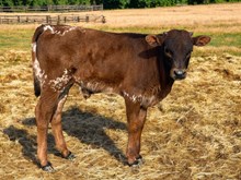 Dynamic 0 / Honey Dip Bull Calf