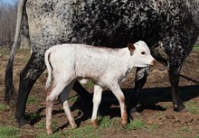 LSLH She's a Knock Out