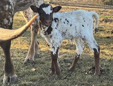 LSLH Flying Double Maple