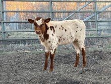 LSLH Flying Double Maple