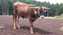 Steer Calf