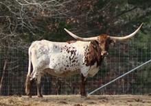 Vindicator’s Exciting Gal