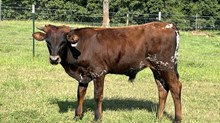 Bull Calf Dynamic 0 / Honey Dip 