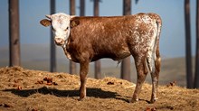 Bull Calf